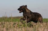BOUVIER DES ARDENNES 183